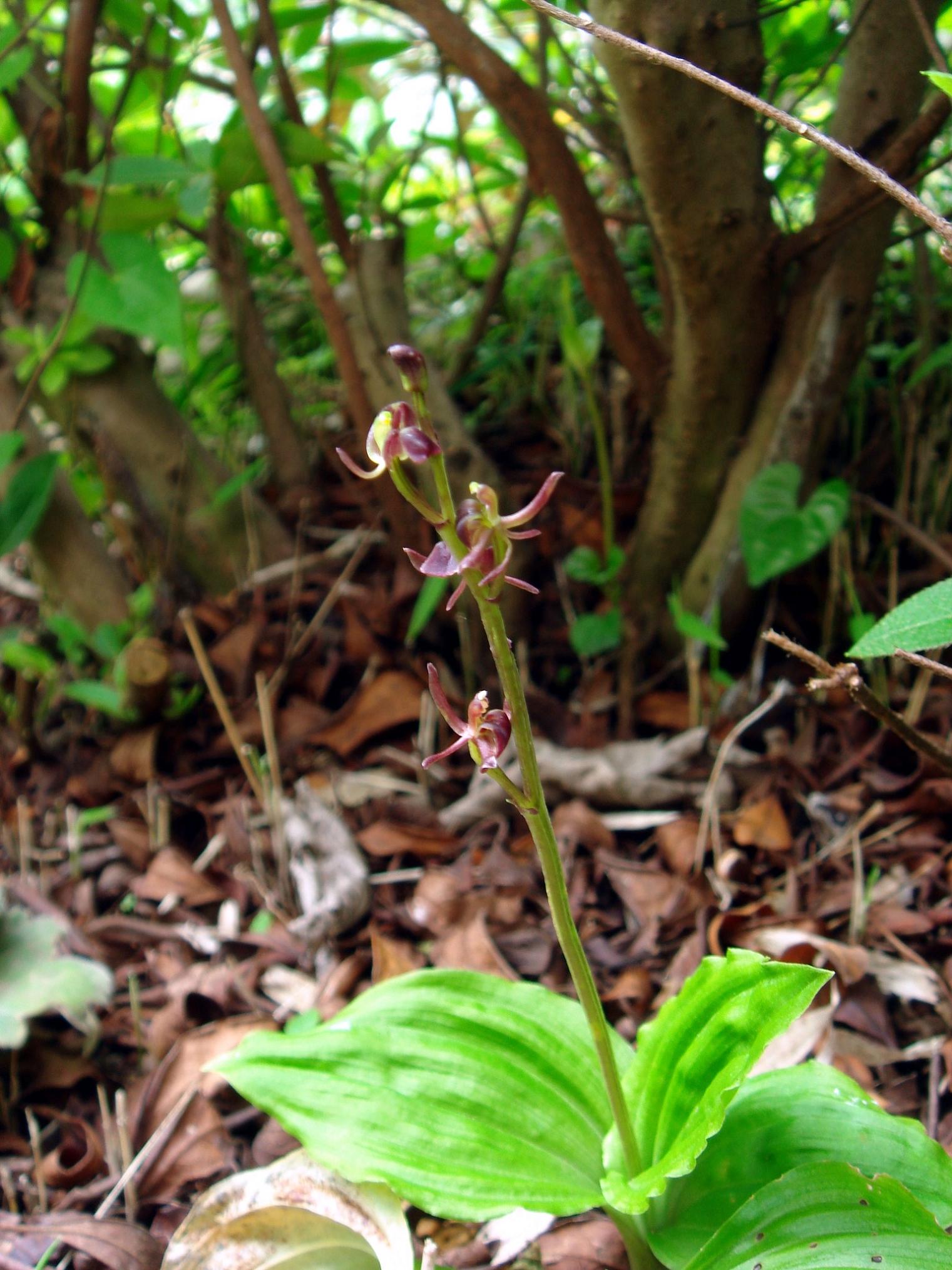 Liparis nervosa (Thunberg ex Murray) Lindley